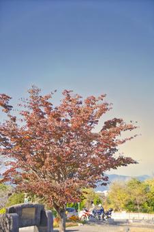 紅葉した木 紅葉した木の写真