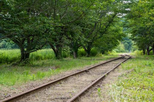 新緑の木々のトンネルとカーブする線路 新緑,トンネル,線路の写真素材