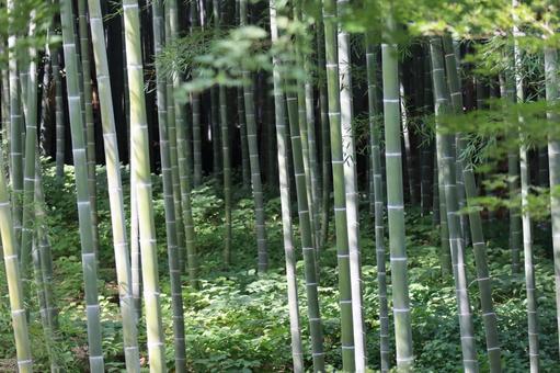緑の植物と竹林のある山の中の風景 緑の植物と竹林のある山の中の風景の写真