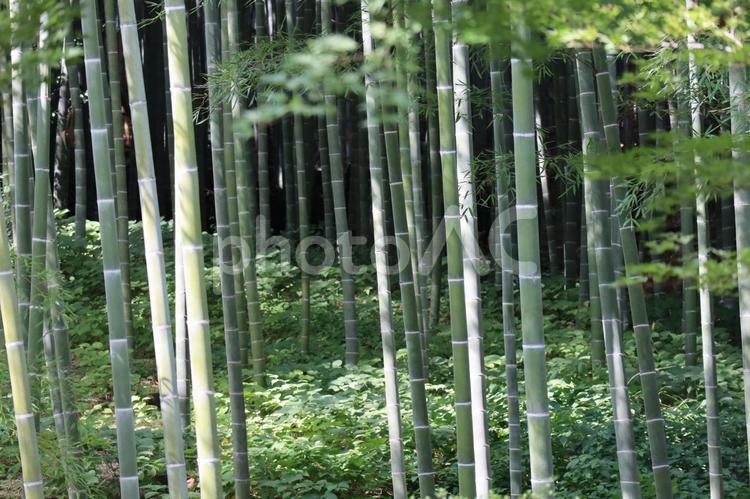 緑の植物と竹林のある山の中の風景 緑,植物,竹林の写真素材