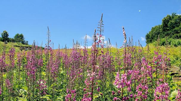 白馬五竜高山植物園 ヤナギラン 白馬五竜高山植物園 ヤナギラン ヤナギラン,花,アカバナ科の写真素材