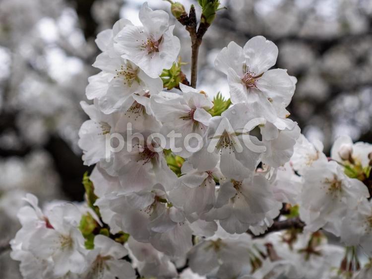 雨上がりの桜は艶やかに咲き誇る 桜,お花,春の写真素材
