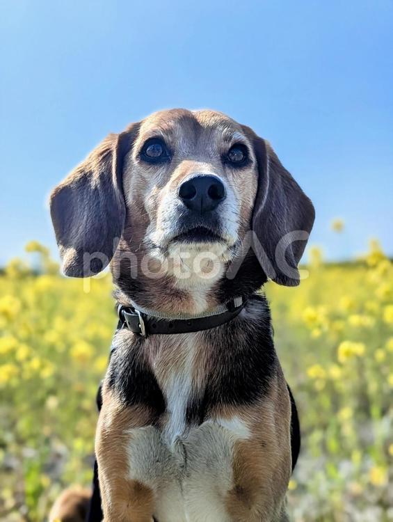 青空と菜の花とビーグル ビーグル,犬,中型犬の写真素材