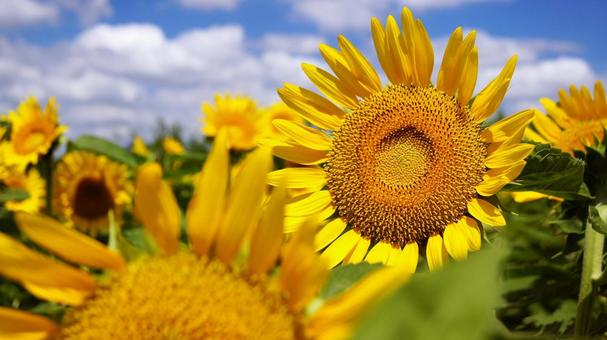 Sunflower - 149, JPG Sunflower - 149, JPG