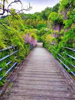 森の風景、橋〜徳島県神山町 森の風景、橋〜徳島県神山町 森,森林,自然の写真素材