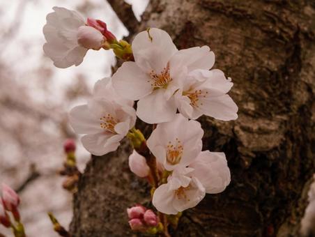 東川の桜並木 東川の桜並木 桜,さくら,春の写真素材