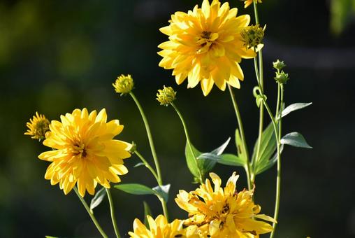 ビタミンカラーの輝き!夏を彩る花笠菊 ビタミンカラーの輝き!夏を彩る花笠菊 オオハンゴンソウ,大反魂草,ハナガサギクの写真素材