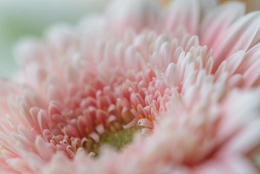 Gerbera flower, JPG