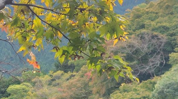 紅葉にはまだ早い 紅葉にはまだ早いの写真