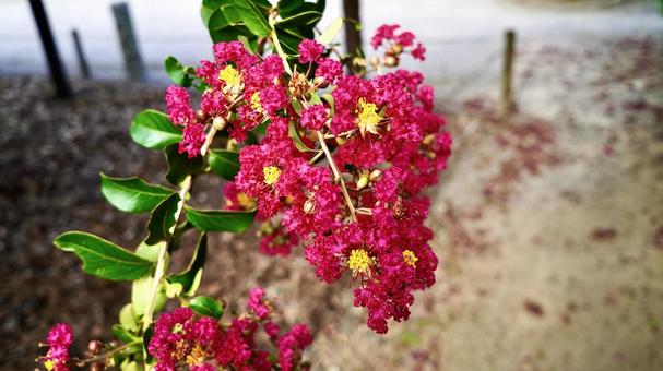 Pink flowers of the Japanese quince tree, JPG Pink flowers of the Japanese quince tree, JPG