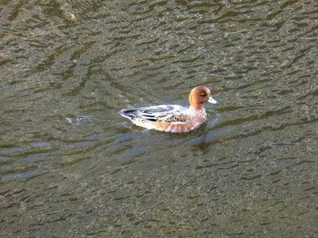 河川に越冬にやってきたヒドリガモのオス ヒドリガモ,オス,鳥の写真素材