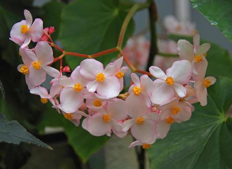 Photo, begonia, minoru, minol, 