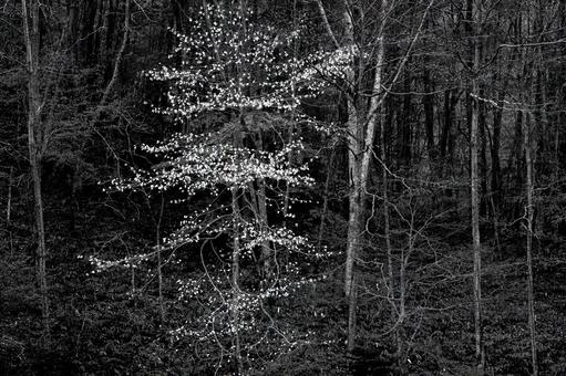 森の中の小さな風景 森の中の小さな風景の写真