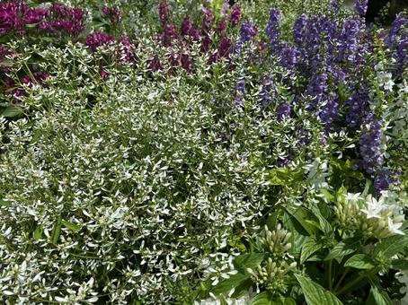 庭の花 庭の花の写真