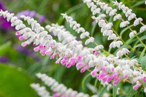 アメジストセージ⑹ 花,アメジストセージ,メキシカンセージの写真素材