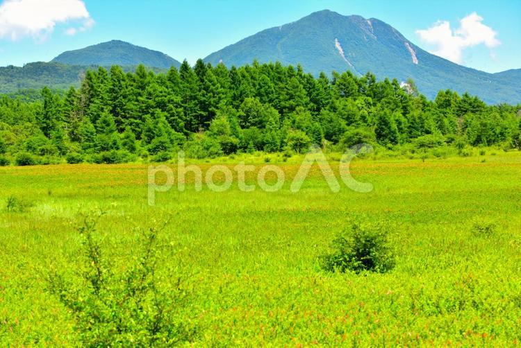 夏の戦場ヶ原（栃木日光） 草原,新緑,山の写真素材