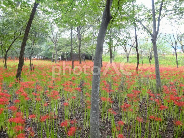 巾着田の森と曼殊沙華 曼殊沙華,巾着田,森の写真素材