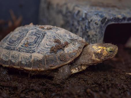 セマルハコガメのアップ セマルハコガメのアップ セマルハコガメ,ハコガメ,カメの写真素材