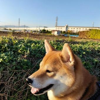 お散歩が楽しそうな柴犬です！ 犬,シバ,柴犬の写真素材