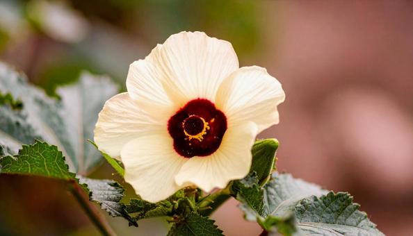 オクラの花 オクラの花の写真