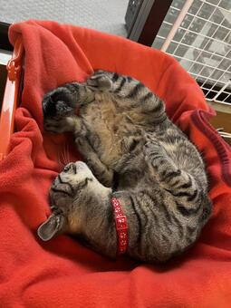 無防備に寝る猫 猫,保護猫,元野良猫の写真素材