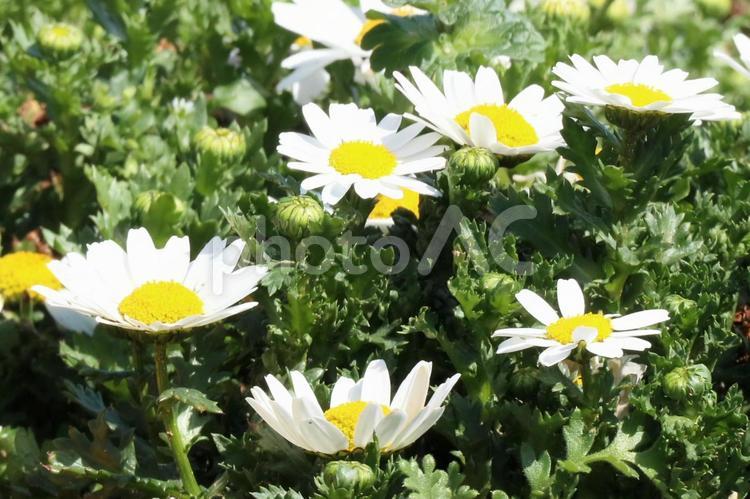純白の花を咲かせたマーガレット マーガレット,白い花,コンパクトホワイトの写真素材