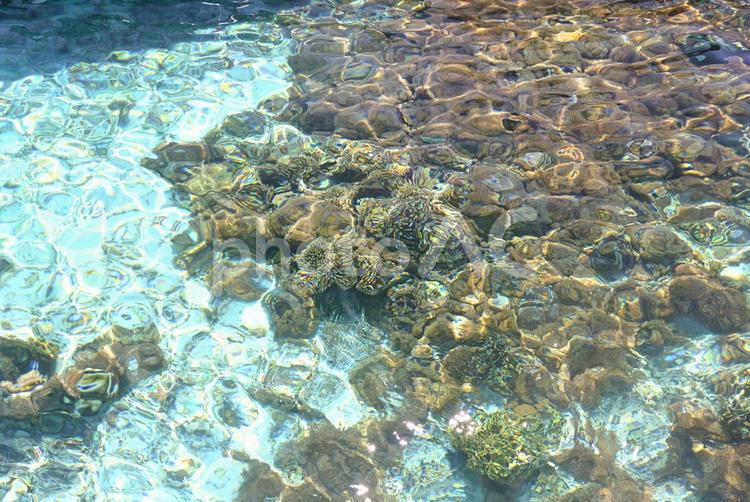 コモド国立公園～タカマカッサル周辺の海２ 水中,海中,水面の写真素材