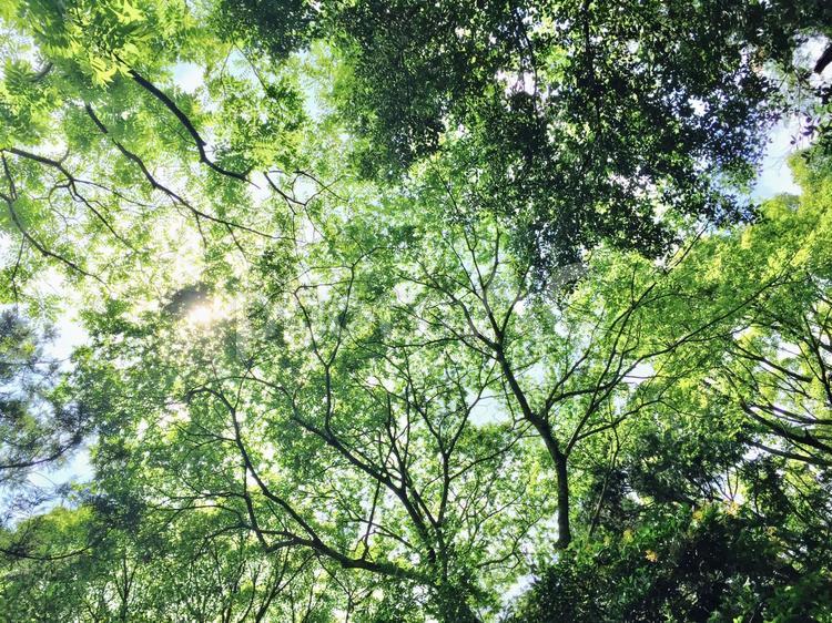 木漏れ日 木漏れ日,光,リラックスの写真素材