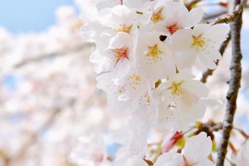桜の花 桜の花の写真