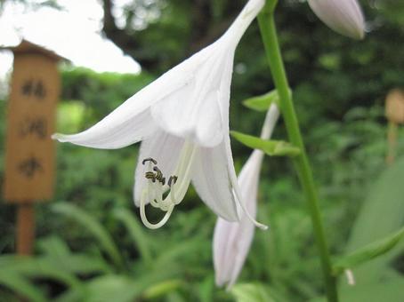 Photo, giboshi, weed, close-up, 