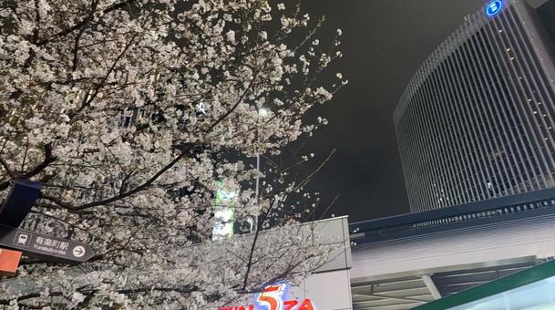 都会の夜桜 都会の夜桜の写真