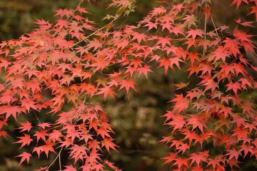 鮮やかなもみじの風景 鮮やかなもみじの風景 紅葉,もみじ,秋の写真素材