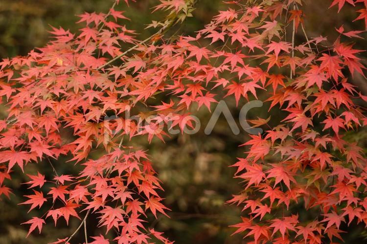 鮮やかなもみじの風景 紅葉,もみじ,秋の写真素材