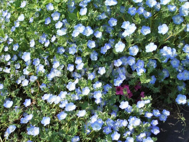 たくさんの可愛いブルーの花　ネモフィラ ネモフィラ,ブルーの花,花の写真素材