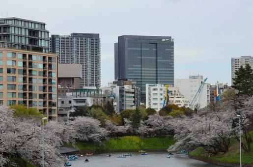 ４月上旬の東京千鳥ヶ淵の桜 背景,桜,花の写真素材