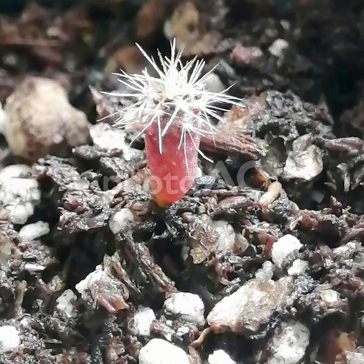 小さいサボテンの赤ちゃん8 ミニ,cactus,自然の写真素材