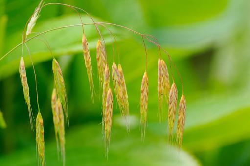 Photo, plant, suzunochahiki, gramineae, 