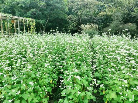 そばの花 そばの花 そば,ソバの花,蕎麦畑の写真素材