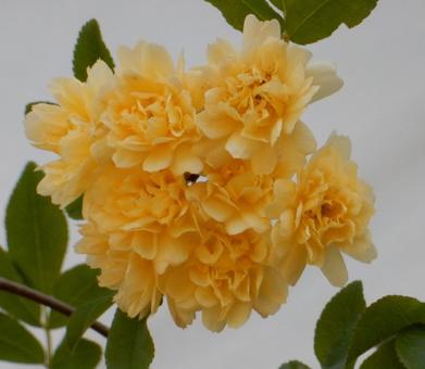 【花の写真】モッコウバラ 【花の写真】モッコウバラの写真