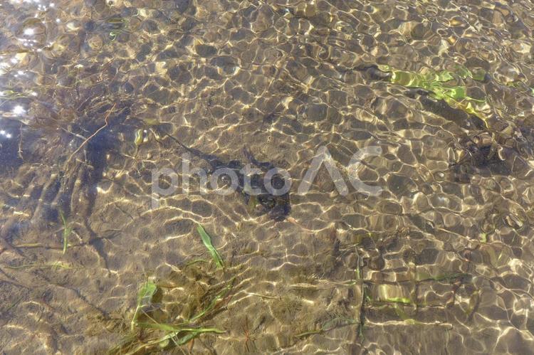 アカハライモリ　田植え直後の田んぼ アカハライモリ,イモリ,二ホンイモリの写真素材