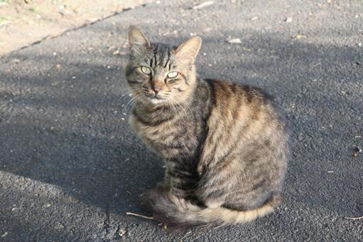 キジトラ猫の写真