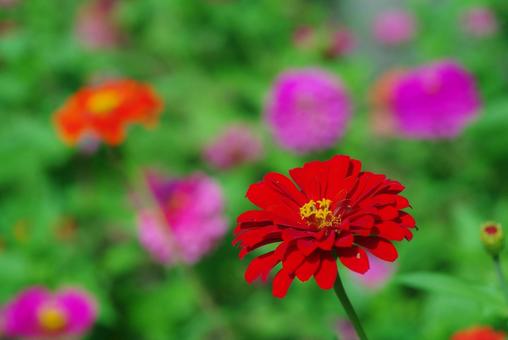 ジニア 百日草 赤い色の花 ジニア 百日草 赤い色の花の写真
