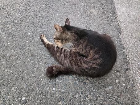 Photo, cat, a turkey, animal, 