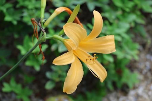 黄色い花びらのムサシノキスゲの花のアップ 黄色い花びらのムサシノキスゲの花のアップの写真