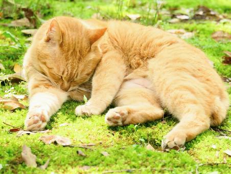 猫 猫の写真