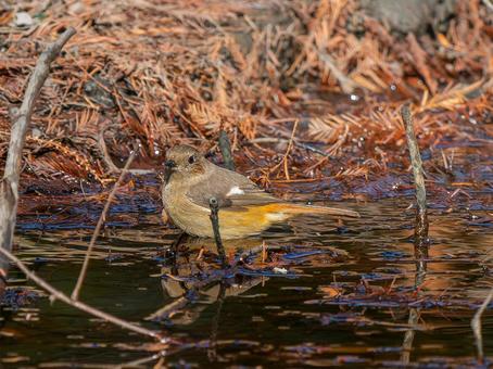A female Daurian redstart perched on a branch, JPG A female Daurian redstart perched on a branch, JPG