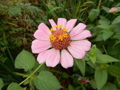 【花の写真】 ヒャクニチソウ（百日草）の写真