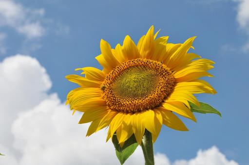 ひまわりと空 夏,花,ひまわりの写真素材