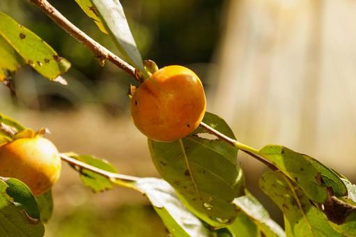 食べ頃に色づいた柿の実 実,果実,植物の写真素材