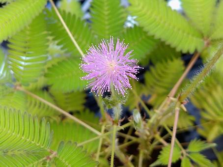 オジギソウの花 オジギソウの花の写真